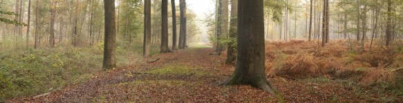 Dreef in het bos.