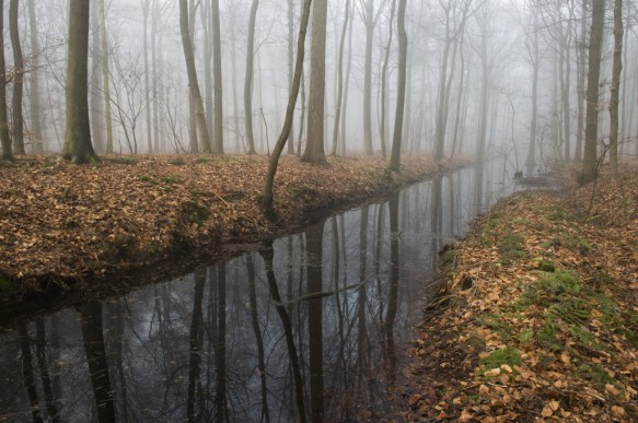 Bellebargiebos of Kwadenbos