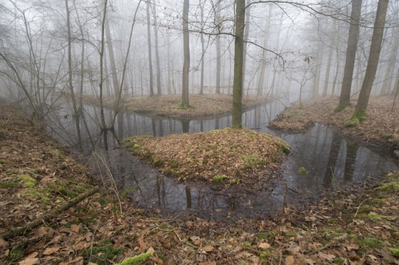 Bellebargiebos of Kwadenbos
