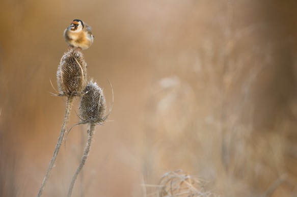 Putter of distelvink