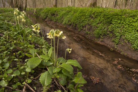 Slanke sleutelbloemen