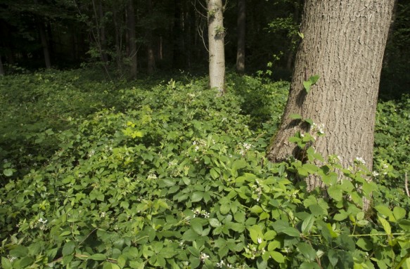 Licht in het bos.
