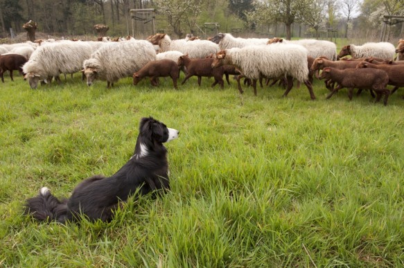 Schapen drijven