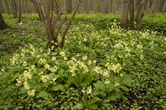 Slanke sleutelbloemen