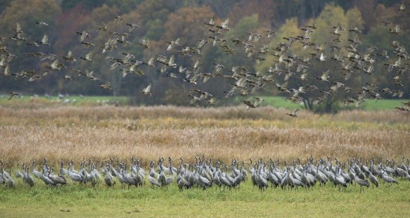 Kraanvogels