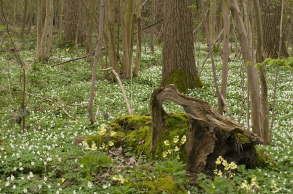 Slanke sleutelbloem