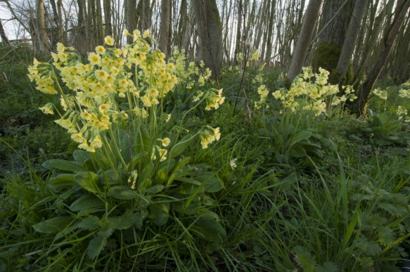 Slanke sleutelbloem