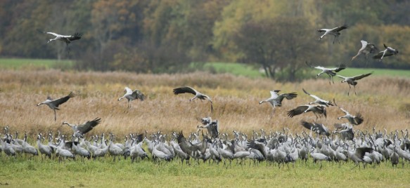 Kraanvogels