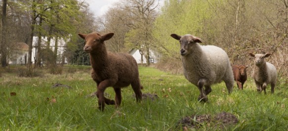 Schapenbegrazing