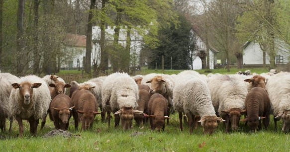 Schapen