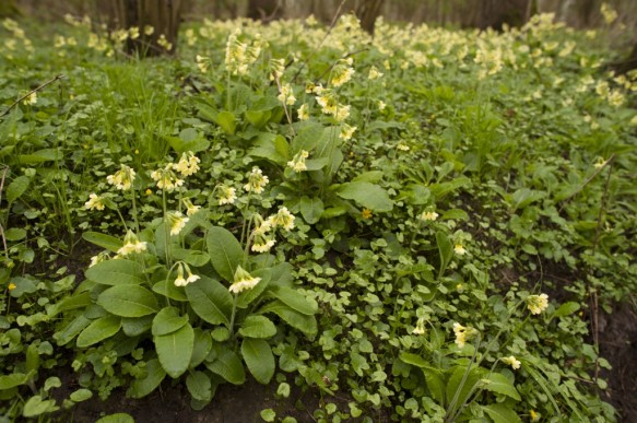 Slanke sleutelbloemen