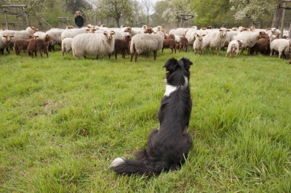 Schapenbegrazing