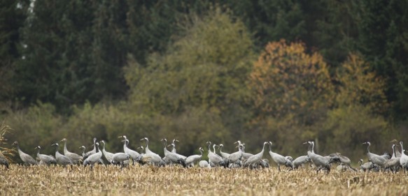 Kraanvogels