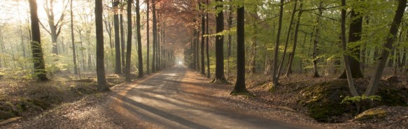Beukendreef in het bos.