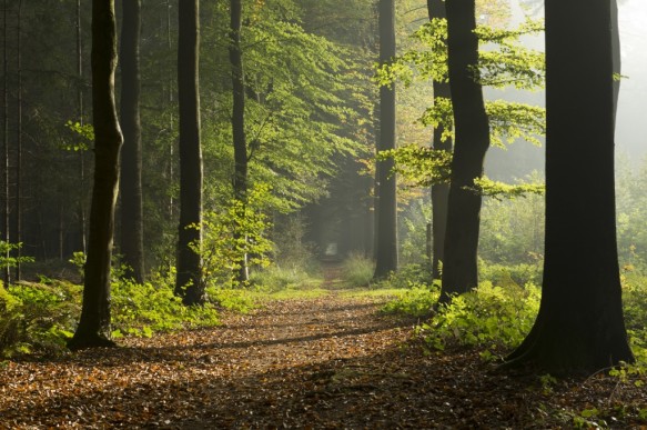 Dreef in het bos.