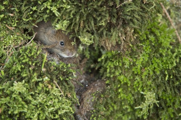 Rosse woelmuis
