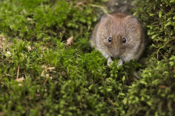 Rosse woelmuis