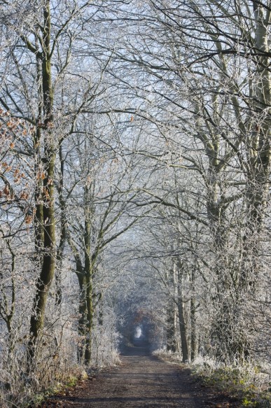 Bosdreef in de winter