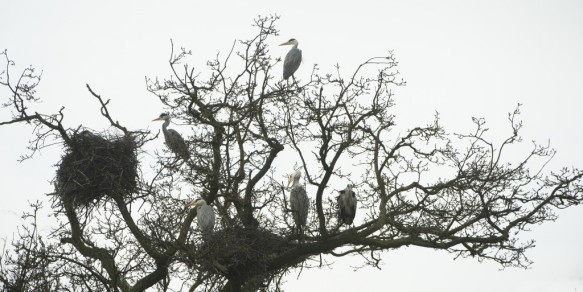 Blauwe reigers in nestboom.
