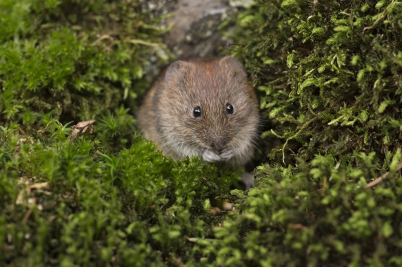 Rosse woelmuis