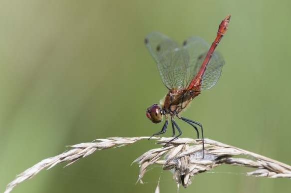 Bloedrode heidelibel