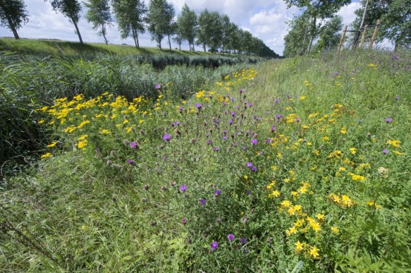 Bloemen langs het Leopoldkanaal