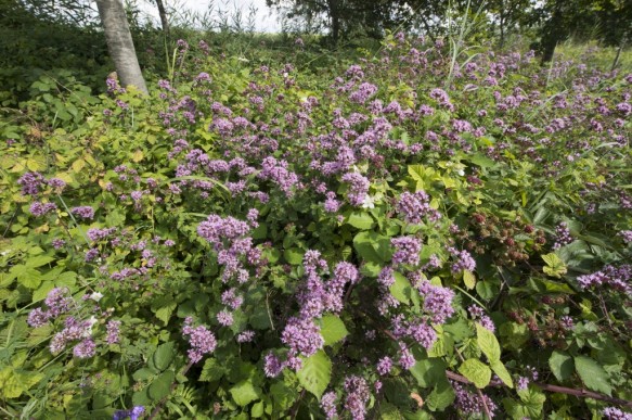 Marjolein