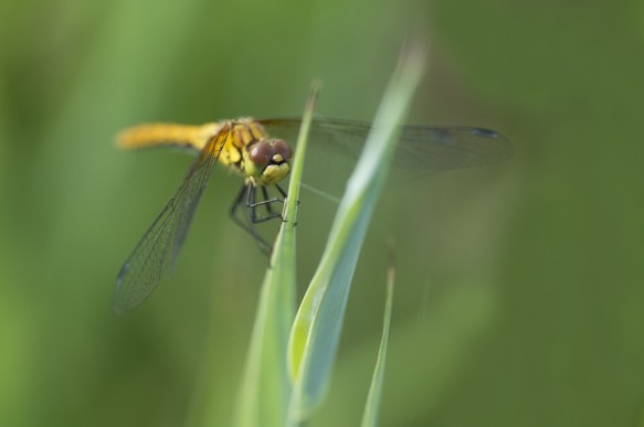 Bloedrode heidelibel