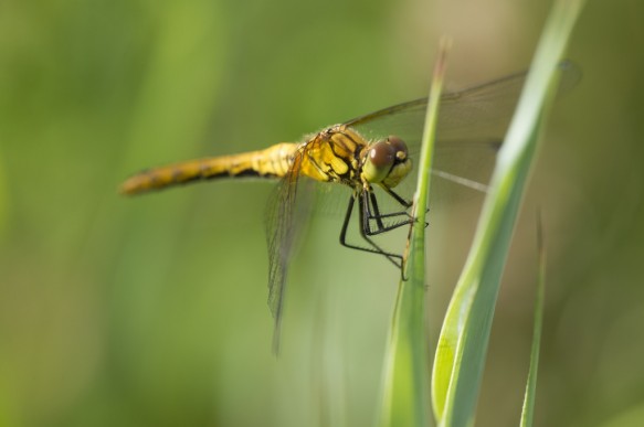 Bloedrode heidelibel