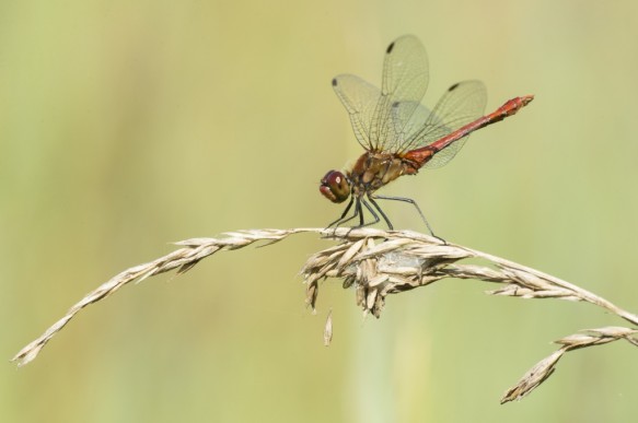 Bloedrode heidelibel