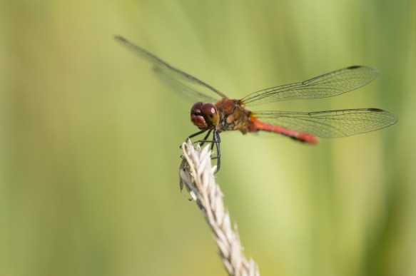 Bloedrode heidelibel