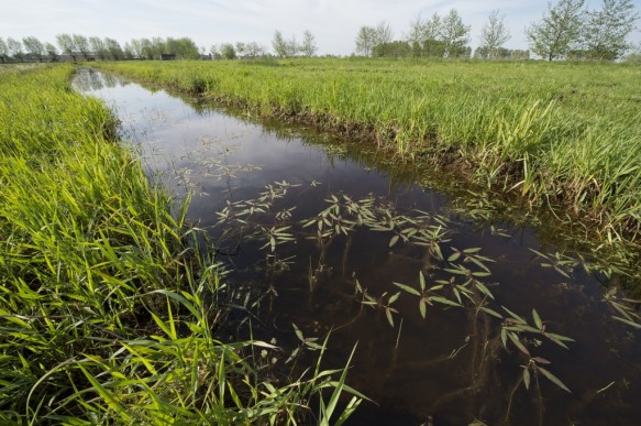 Moerenlandschap