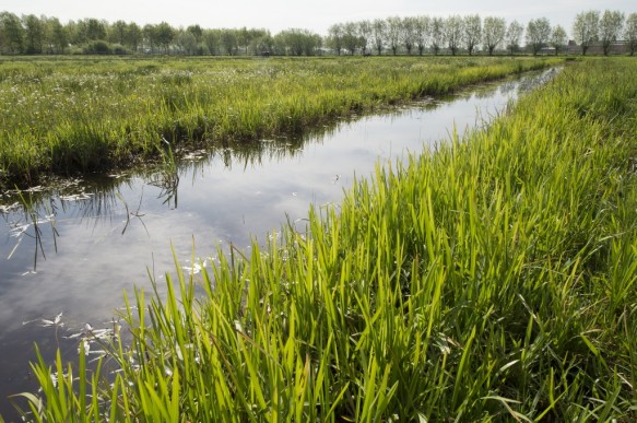 Moerenlandschap
