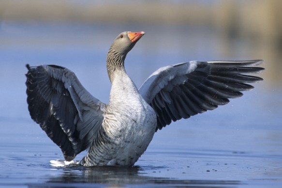 Grauwe gans.