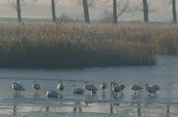 Kleine zwanen