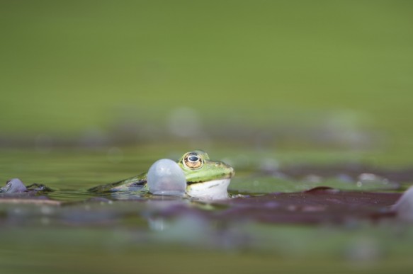 groene kikker