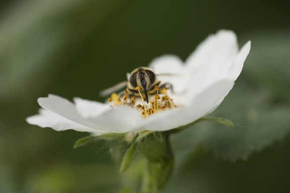 Bij op wilde roos