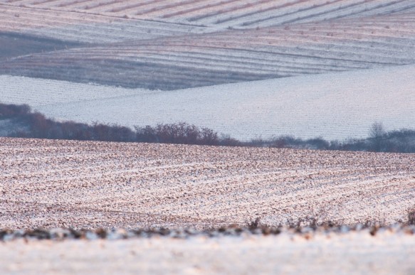 Akkers in de sneeuw