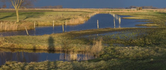 Weidevogelgebied