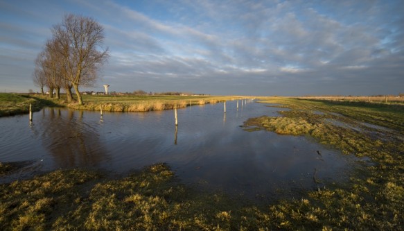 Weidevogelgebied