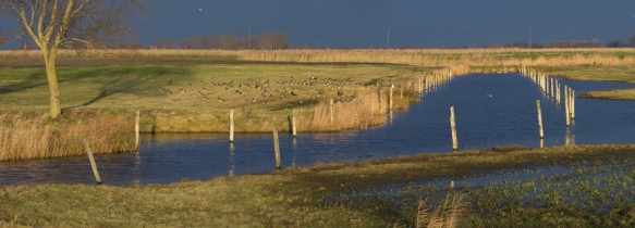 Weidevogelgebied