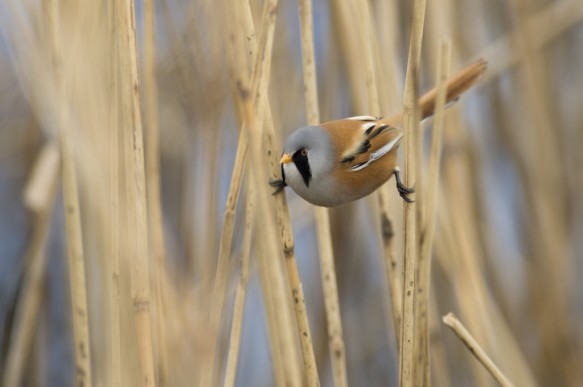 Baardmannetje