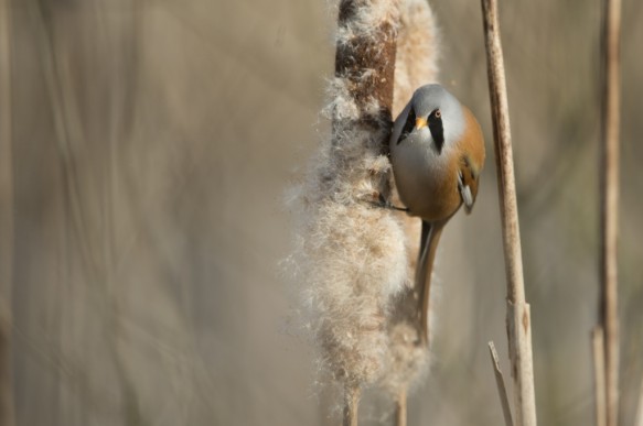 Baardmannetje