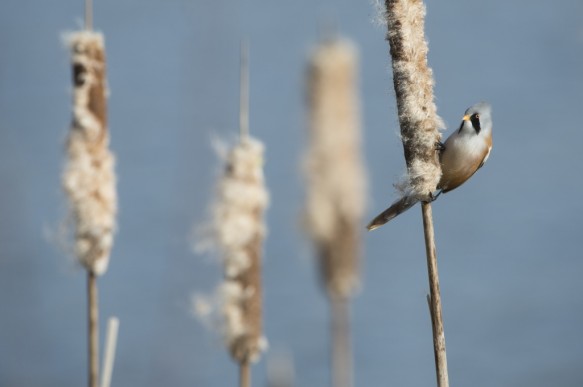 Baardmannetje