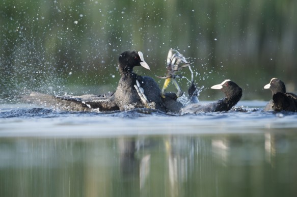 Meerkoet