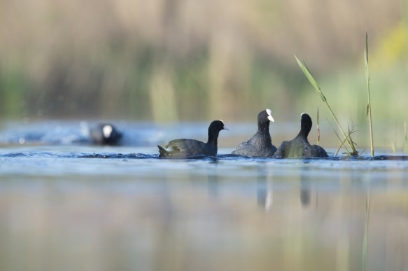Meerkoet