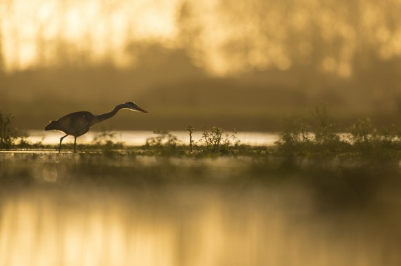 Blauwe reiger