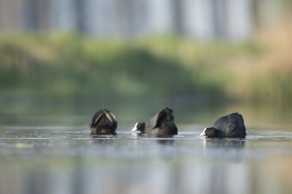 Meerkoet
