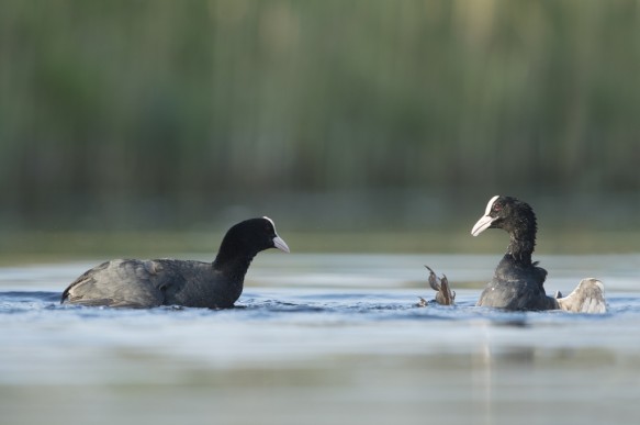 Meerkoet