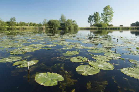 Dotterbloem in de Vrouwkeshoekkreek.